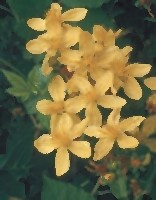 hypericum